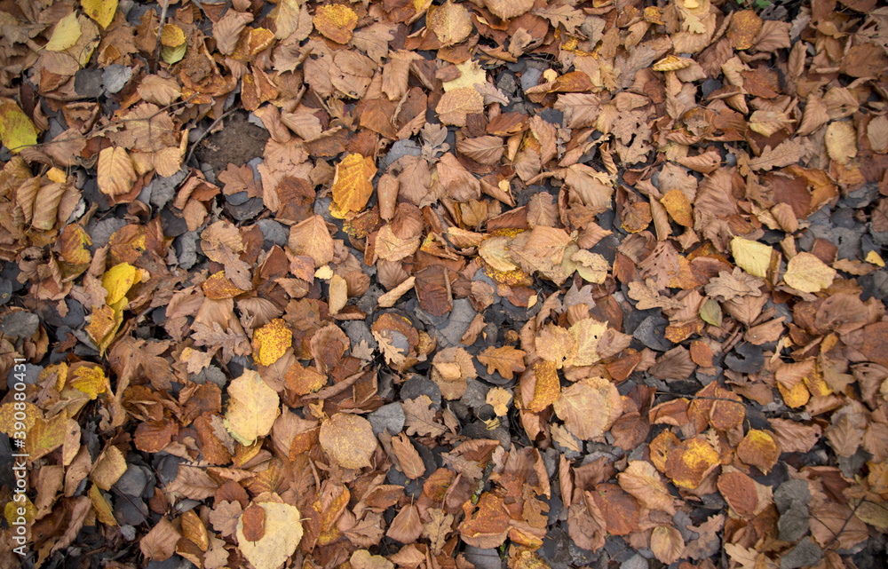 background: fallen autumn leaves on the ground background: fallen autumn leaves on the ground