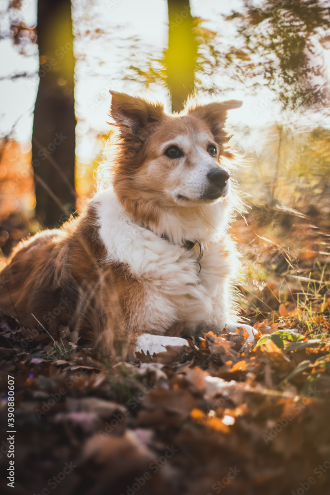 Brown border Collie dog breed in the park in autumn in fallen leaves, autumn concept Brown border Collie dog breed in the park in autumn in fallen leaves, autumn concept