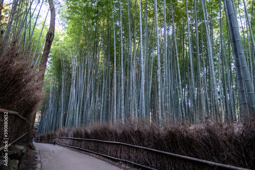 Arashiyama Bamboo Forest - walkway with straw fence