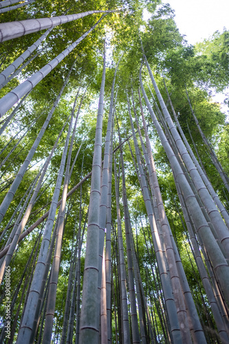 Fototapeta Naklejka Na Ścianę i Meble -  Looking up a Bamboo shoot, in Arashiyama Bamboo Forest