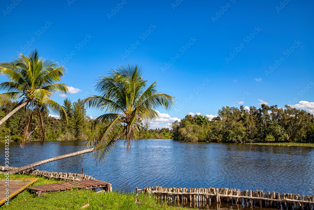 Beautiful view of river and palms in Laguna del Tesoro, Cuba Beautiful view of river and palms in Laguna del Tesoro, Cuba