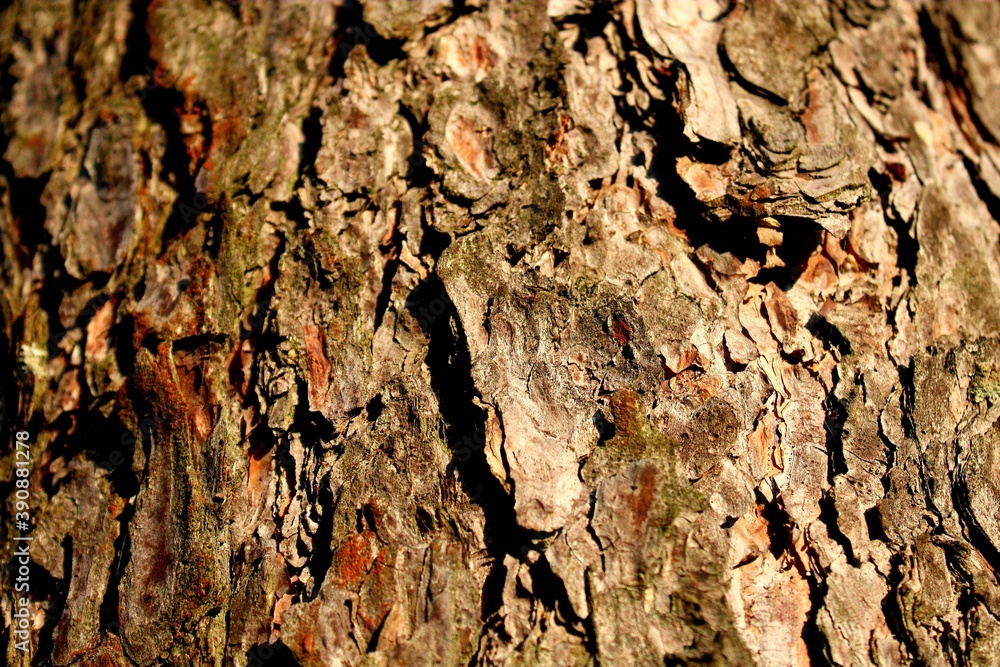 bark of a tree bark of a tree
