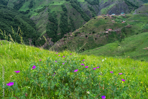meadow in the mountains and flowers