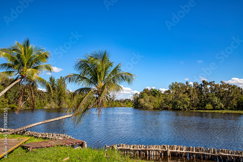 Fototapeta Naklejka Na Ścianę i Meble -  Beautiful view of river and palms in Laguna del Tesoro, Cuba