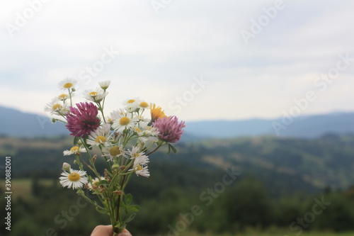 pink flowers in the mountains
