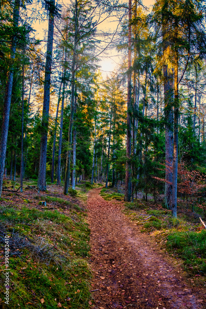 Fototapeta premium Wald Sonnenlicht