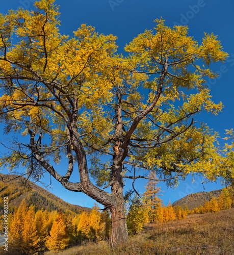Russia. mountain Altai. Lone relict larch trees along the Chui tract near the Seminsky pass.