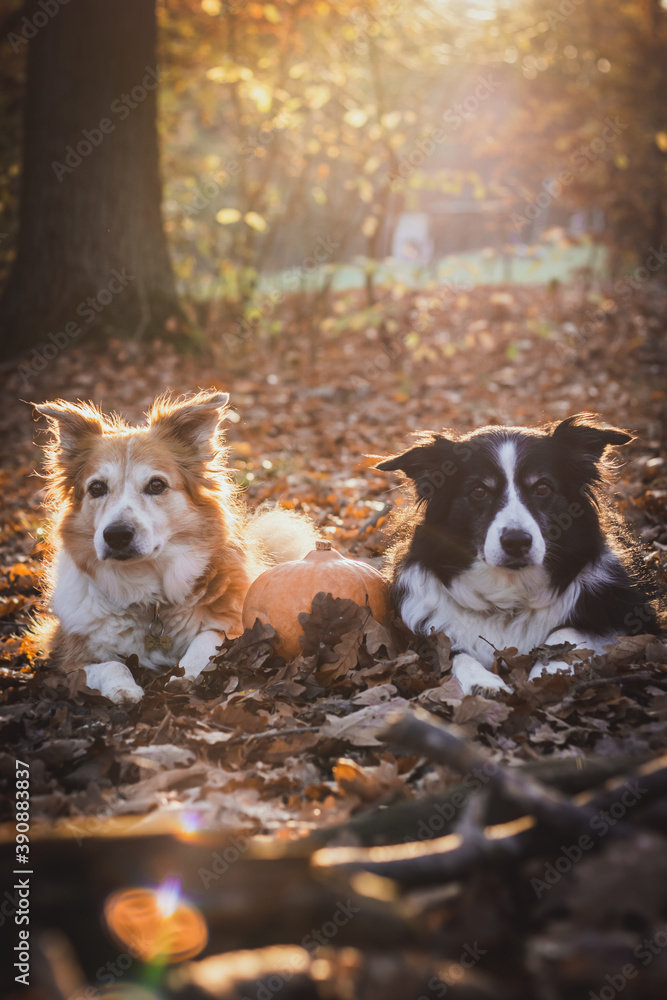 Two border collies in the backgroun light with pumkin, lying in fallen leaves Two border collies in the backgroun light with pumkin, lying in fallen leaves
