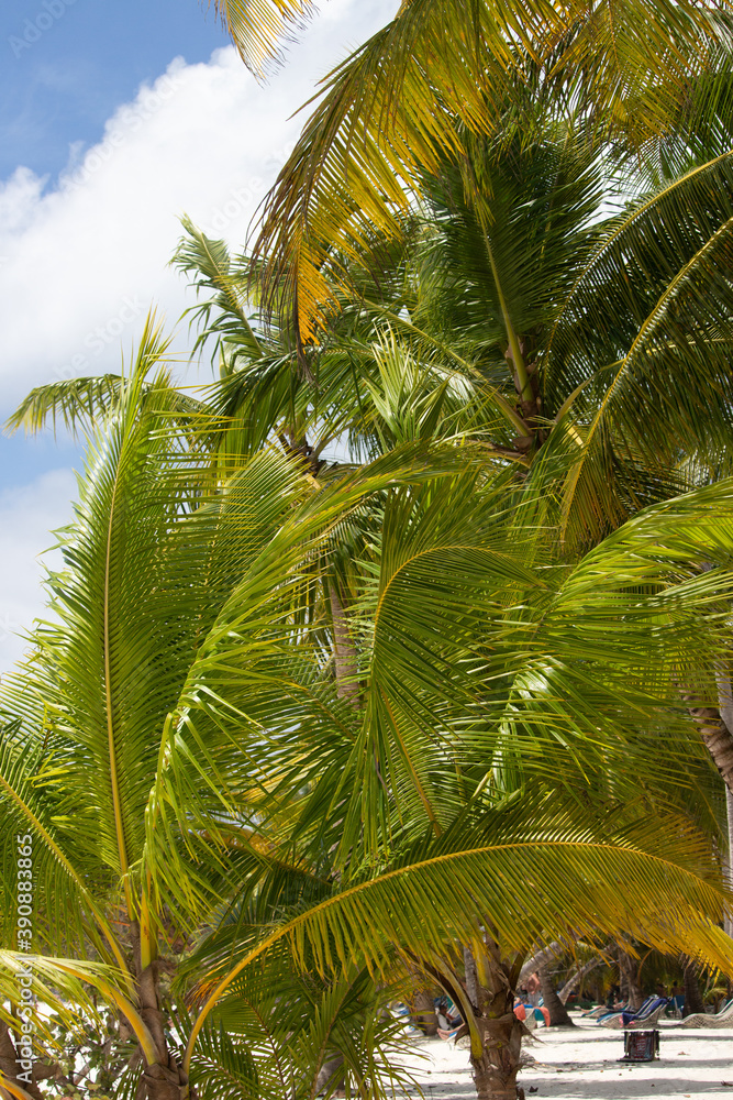 Palm Tree On Beach Sunny Day
