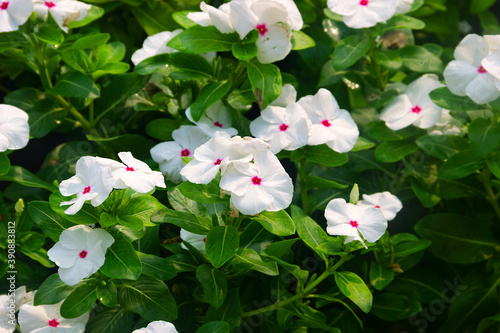 King of indoor flowers. Catharanthus Pacifica flowers in South-East Asia. photo
