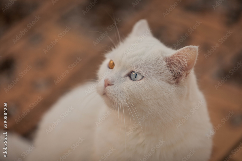 portrait of white cat with heterochromia in eyes portrait of white cat with heterochromia in eyes