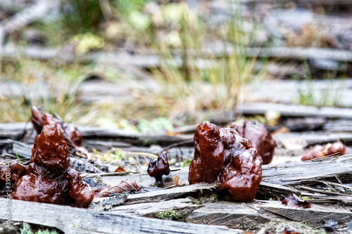 Morel, Autumn gyromitra (Gyromitra infula). Mushrooms in late rainy autumn in the taiga on an old wet plank road. Highly poisonous but in Eastern Europe they are edible mushrooms photo