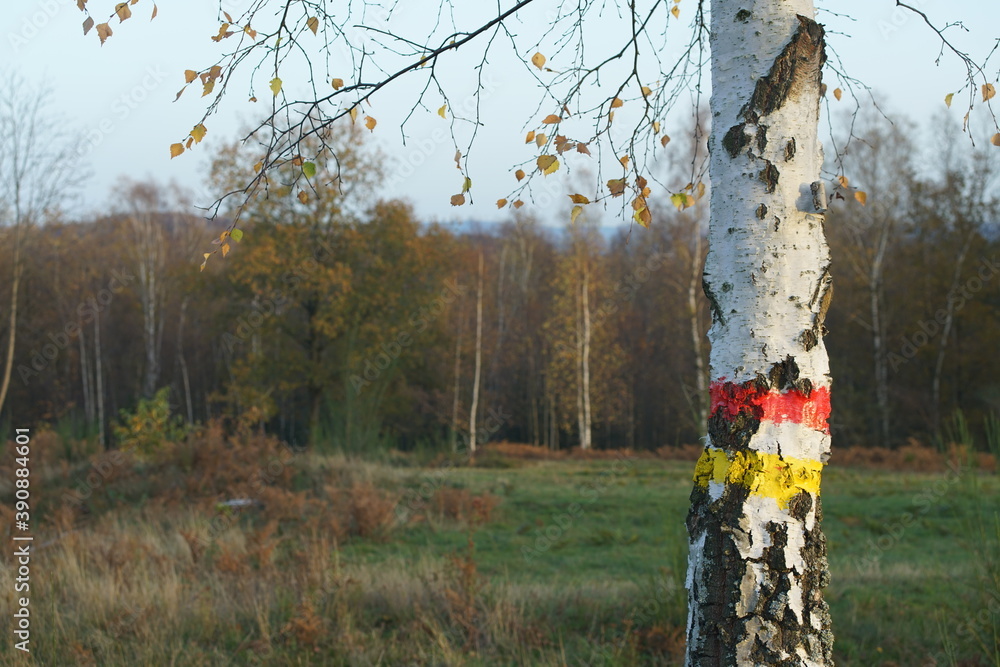 Herbstliche Zeit im Wald 