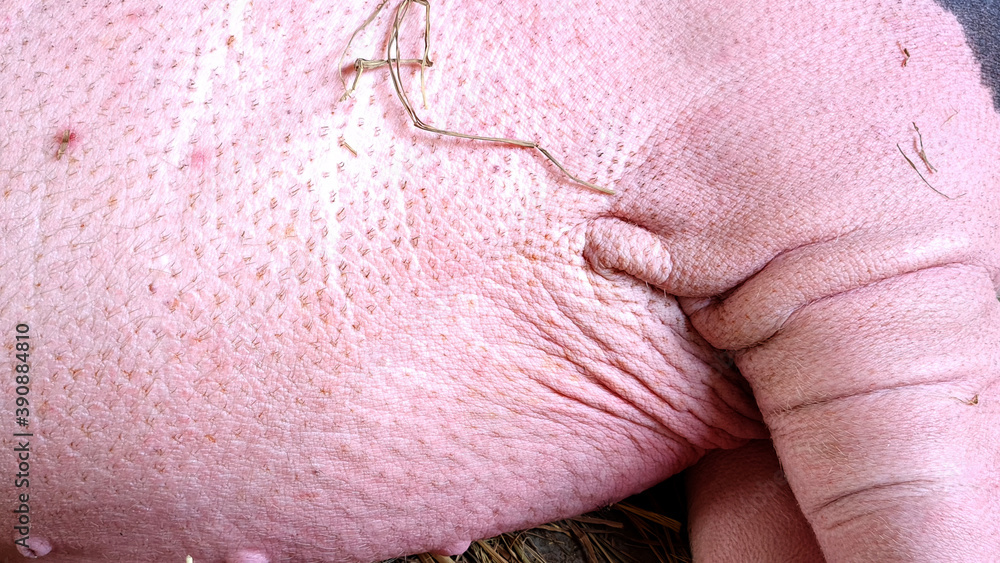Naklejka premium Close up body and leg of drawf pig.