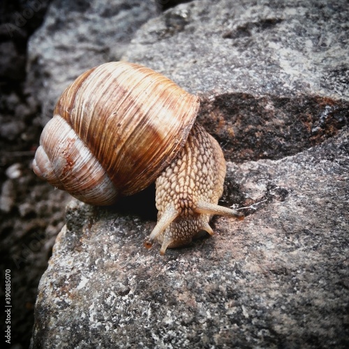 snail on stone