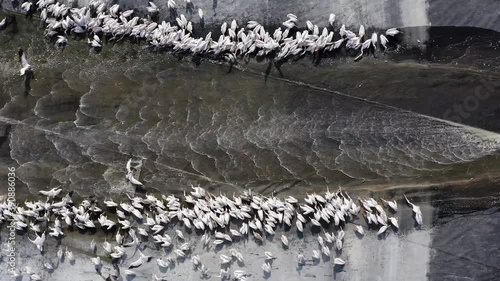 Migrating Pelicans mega colony during an alternative feed of unmarketable Fish in a large water reservoir, in an attempt to keep them away from commercial fish pools. photo