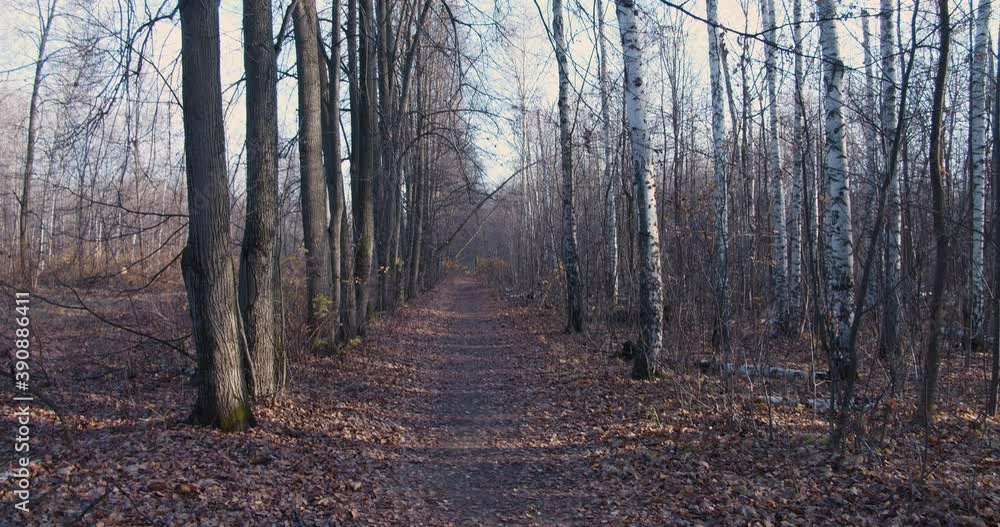 Road in the autumn forest Road in the autumn forest