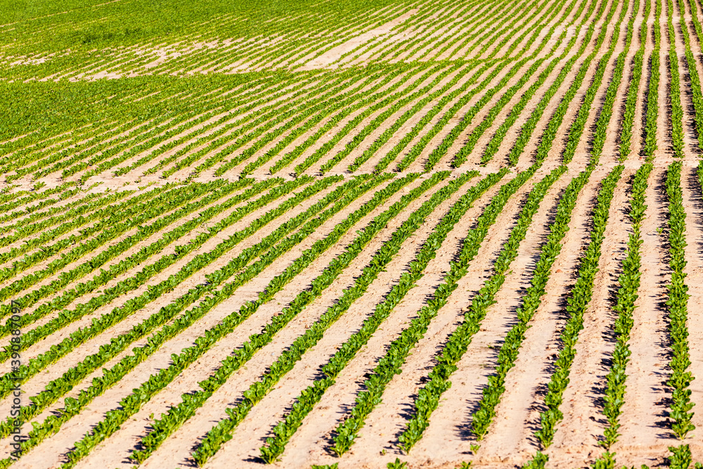 beets in the agricultural field beets in the agricultural field