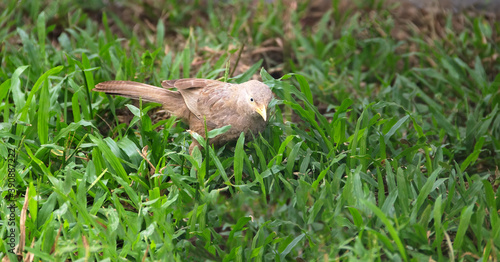 Ceylon Rufous Babbler (Turdoides rufescens) collects food on the lawn. Sri Lanka endemic species, December photo