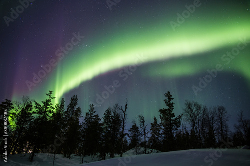 aurora boreal sobre bosque en contraluz © alexandra_pp