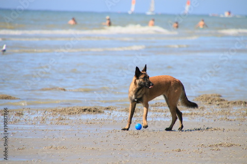 chien berger allemand qui joue sur la plage avec une balle © christelle PRIEUR