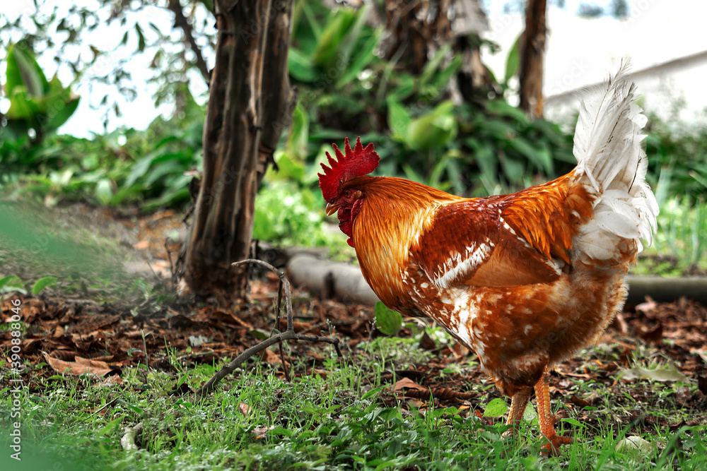 Fototapeta premium animales y aves del campo