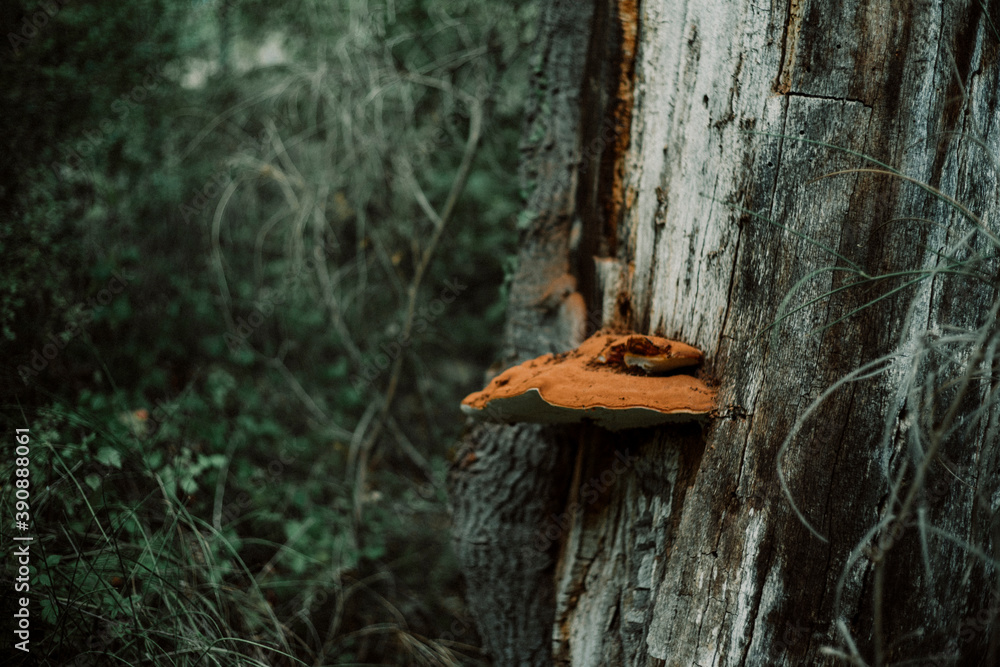 Obraz premium mushroom on a tree