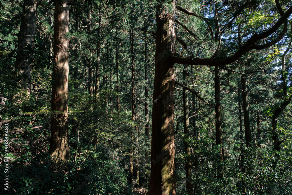 Obraz premium 筑波山の登山道、樹林帯、杉の木