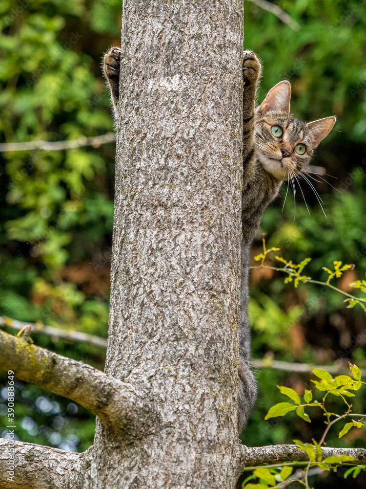 Fototapeta premium gray tiger cat with green eyes climbs the trunk of a tree