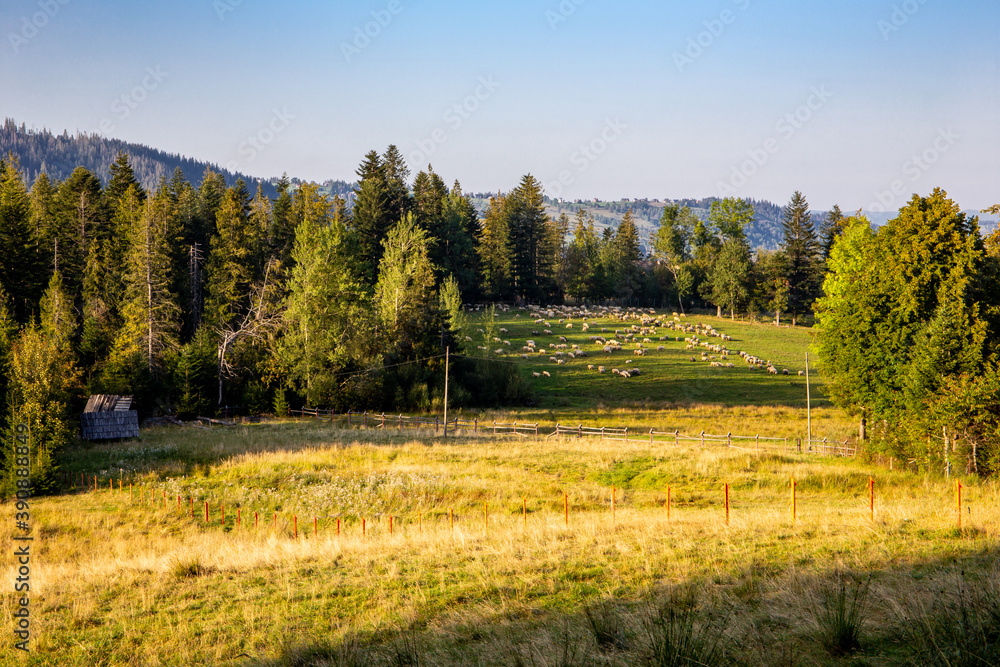 Mountain meadow with flock of sheep grazing, pine trees and spruces in polish town of Zakopane, Tatra Mountains, Poland, autumn colors.