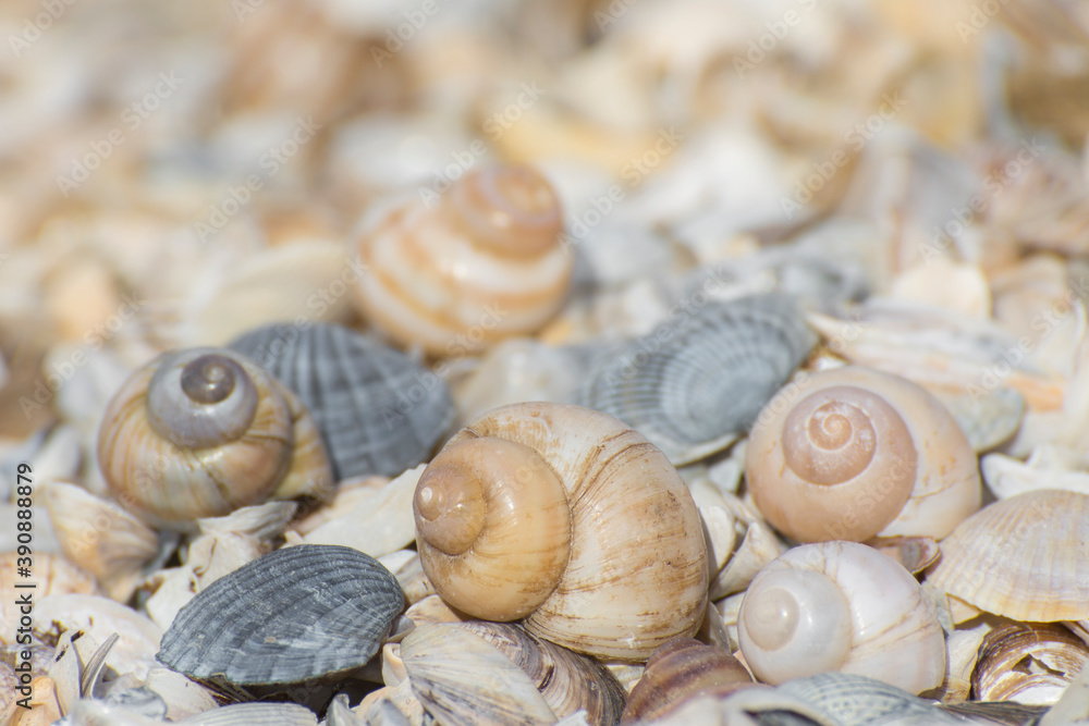 Background from seashells. Focus on the foreground. Geometric pattern.