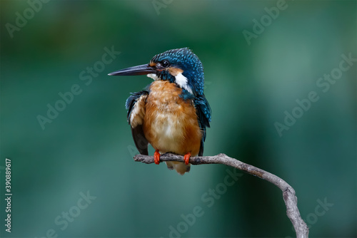 Beautiful bird in nature Common Kingfisher, Alcedo atthis, bird on the branch © Thongtawat