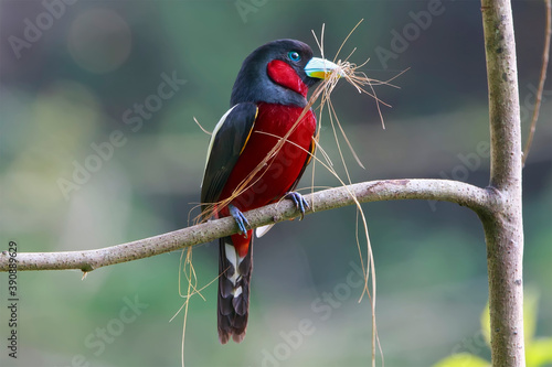 Beautiful black and red bird, Black-and-red broadbill (Cymbirhynchus macrorhynchos) perching on wooden stick over fine green blur background photo