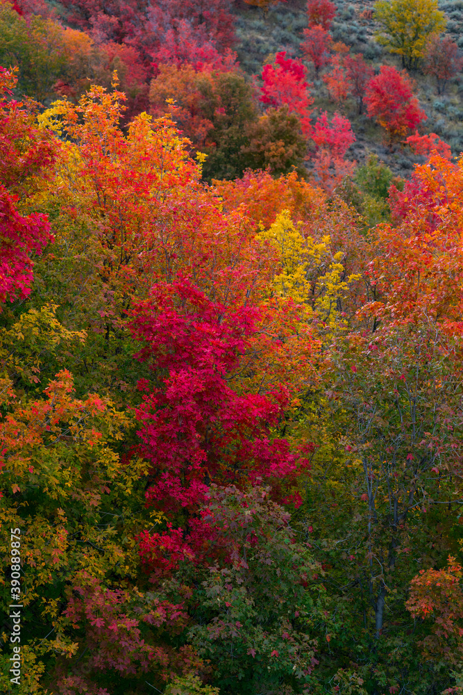 MAPLE - ARCE, Forest in autumn, Eureka, Juab County, Utah, Usa, America