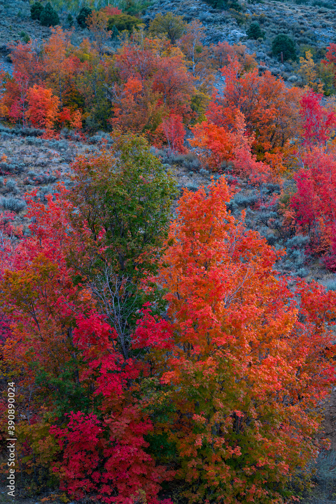MAPLE - ARCE, Forest in autumn, Eureka, Juab County, Utah, Usa, America