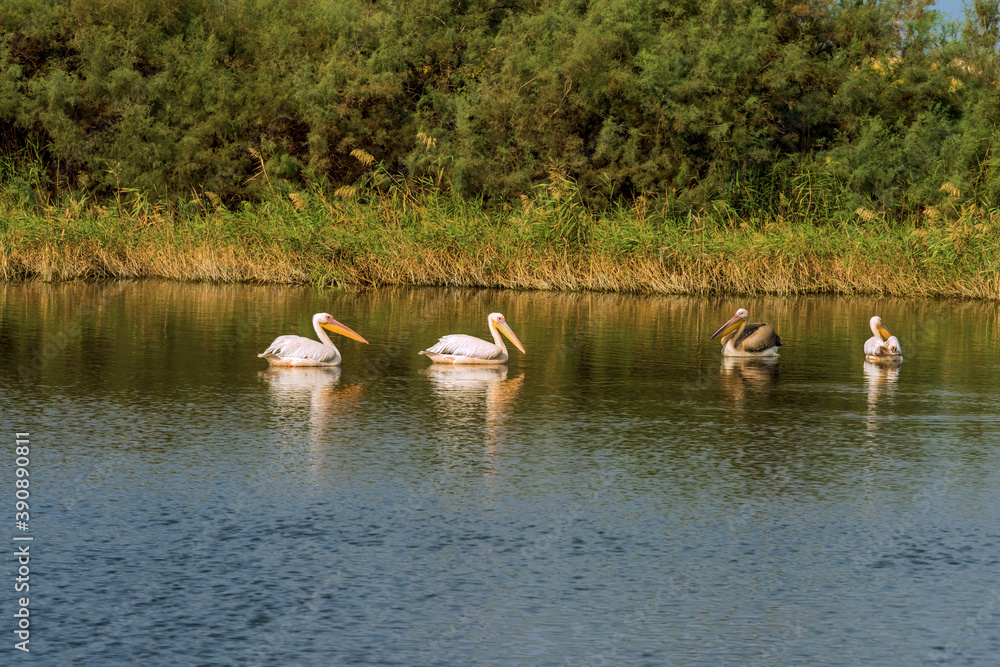 Group of pelicans swims on a lake near Zikhron Ya'akov, Israel. Pelican birds resting on a pond before a long winter flight to Africa. 
