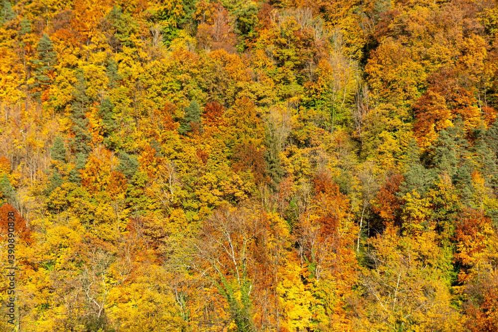 Farbenspiel im herbstlichen Laubwald Farbenspiel im herbstlichen Laubwald