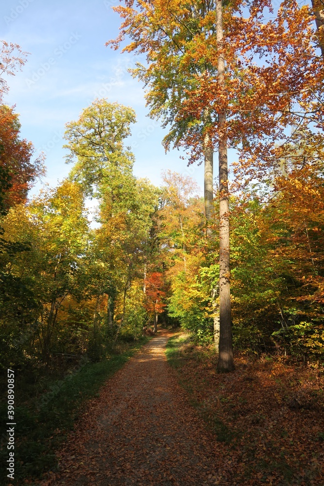 Waldweg mit Herbstlaub auf dem Schurwald bei Fellbach 
