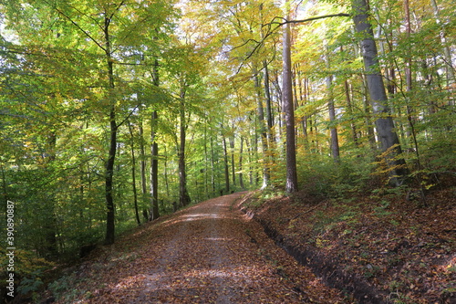 Waldweg im Herbst in Fellbach auf dem Schurwald 