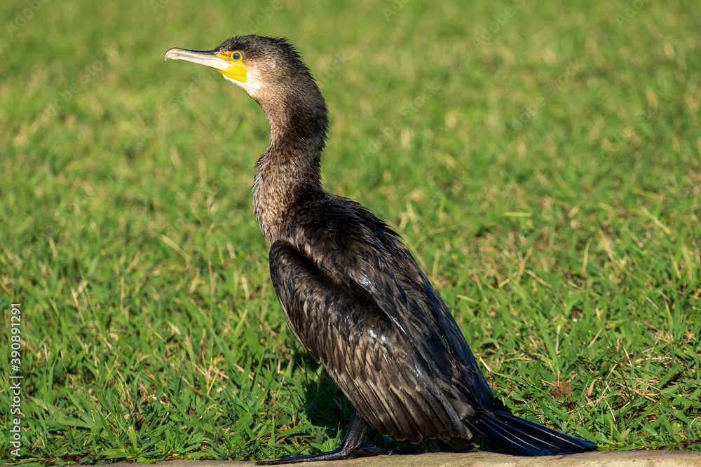 Fototapeta premium Great Cormorant Phalacrocorax carbo Costa Ballena Cadiz