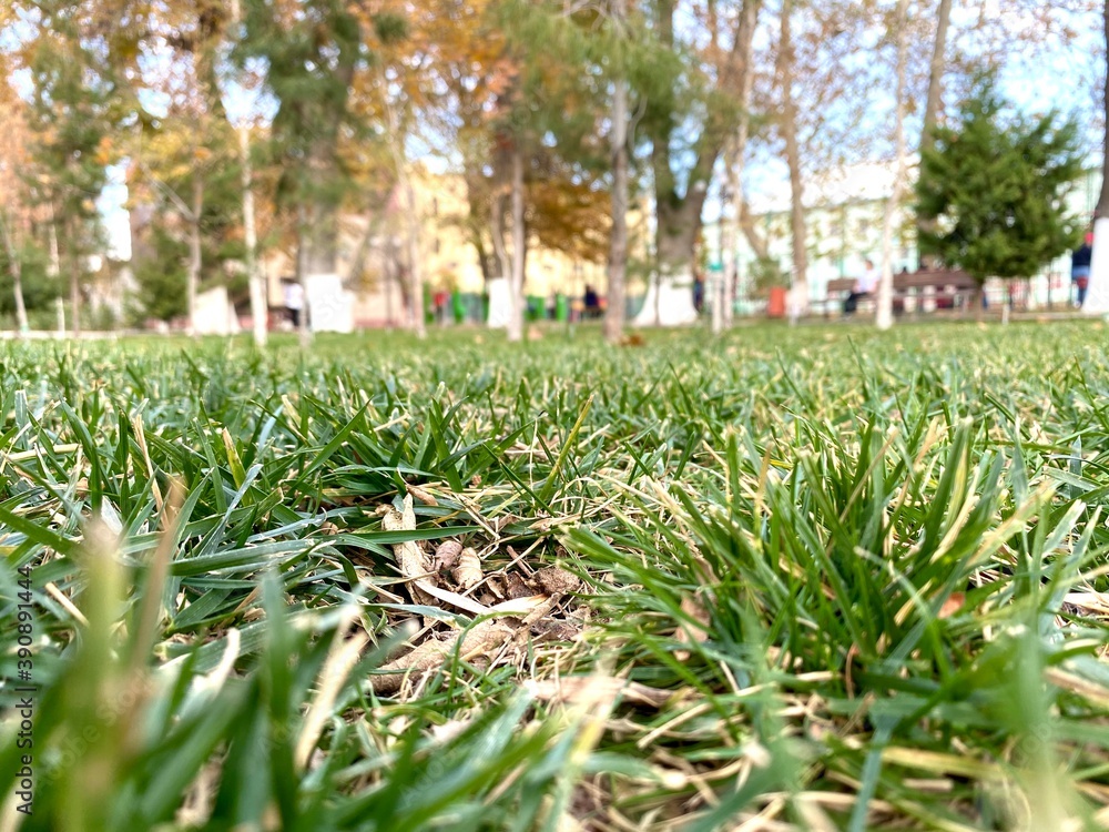 Obraz premium spring in the park