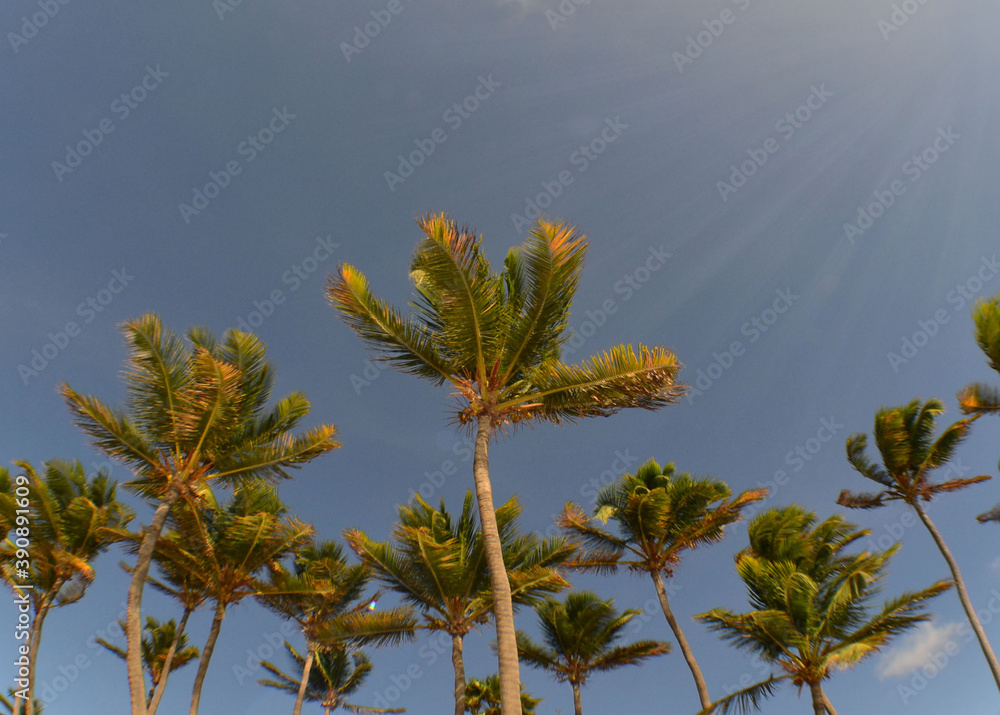 palms beach caribbean sea , Aruba Island palms beach caribbean sea , Aruba Island