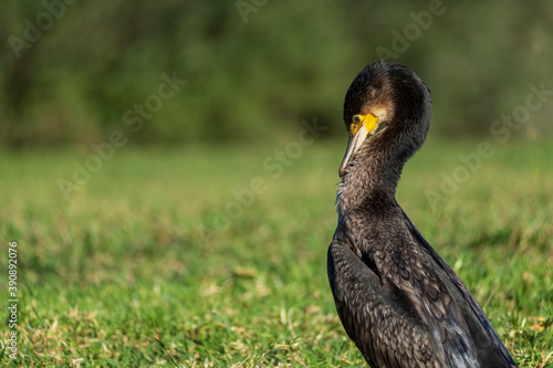 Great Cormorant Phalacrocorax carbo Costa Ballena Cadiz