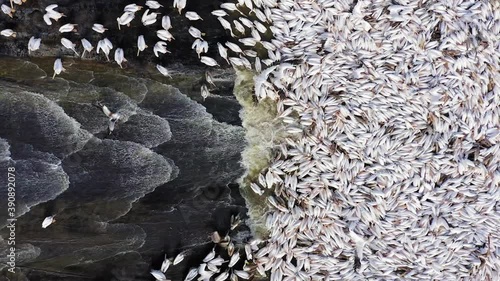 Migrating Pelicans mega pod during an alternative feed of unmarketable Fish in a large water reservoir, in an attempt to keep them away from commercial fish pools. photo