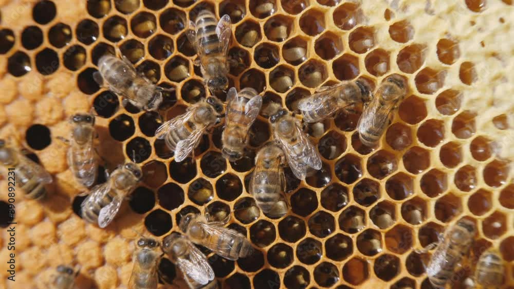 Swarm of bees working on a honeycomb carries honey and nectar. Close communication of bees, bee conversation. Swarm of bees working on a honeycomb carries honey and nectar. Close communication of bees, bee conversation.