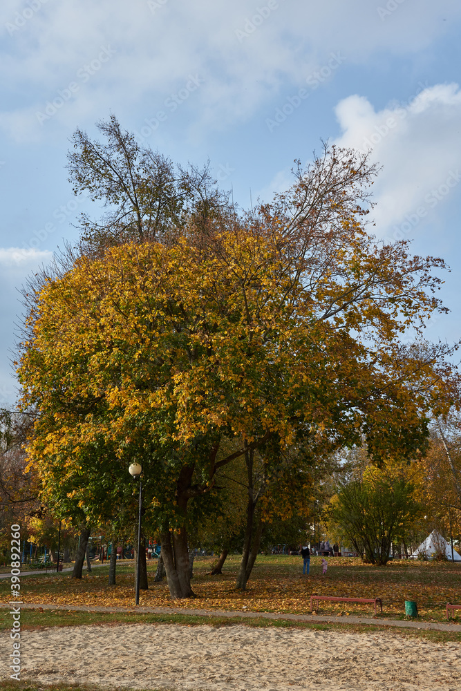 Fototapeta premium Trees in autumn in the city park.
