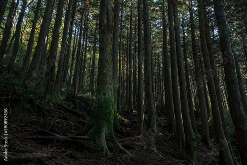 箱根の登山道の樹林帯