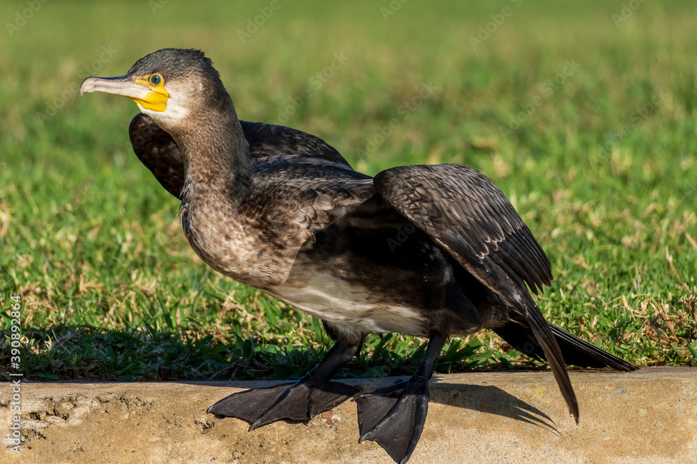 Obraz premium Great Cormorant Phalacrocorax carbo Costa Ballena Cadiz