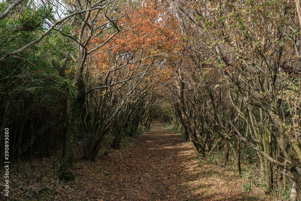 Naklejka premium 箱根の登山道
