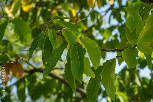 Close-up green leaves of Castanea sativa (sweet or Spanish chestnut)  in public city park Krasnodar or 'Galitsky park'. Sunny autumn 2020